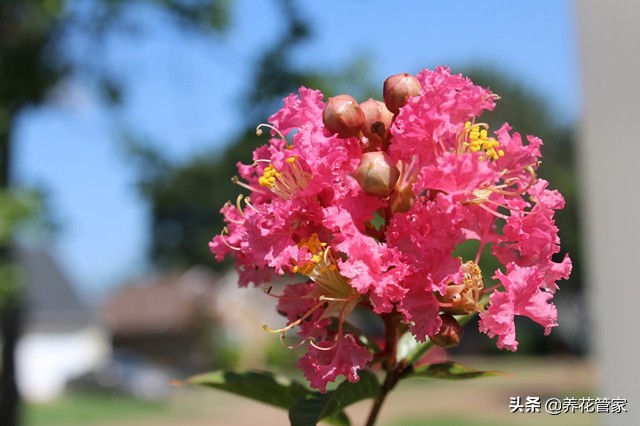 谁说花无“百日红”？紫薇，从诗词里走出来