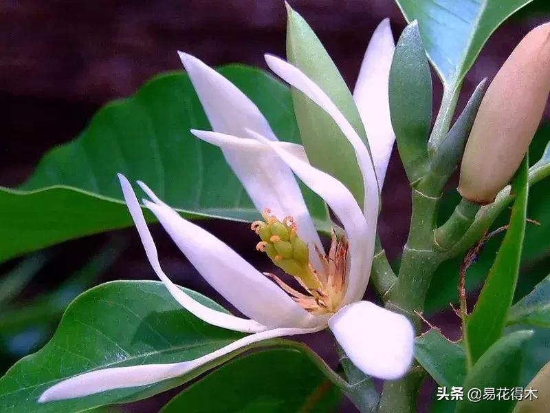 玉兰、紫玉兰、广玉兰、白兰花、木兰、望春、辛夷分别是什么花?