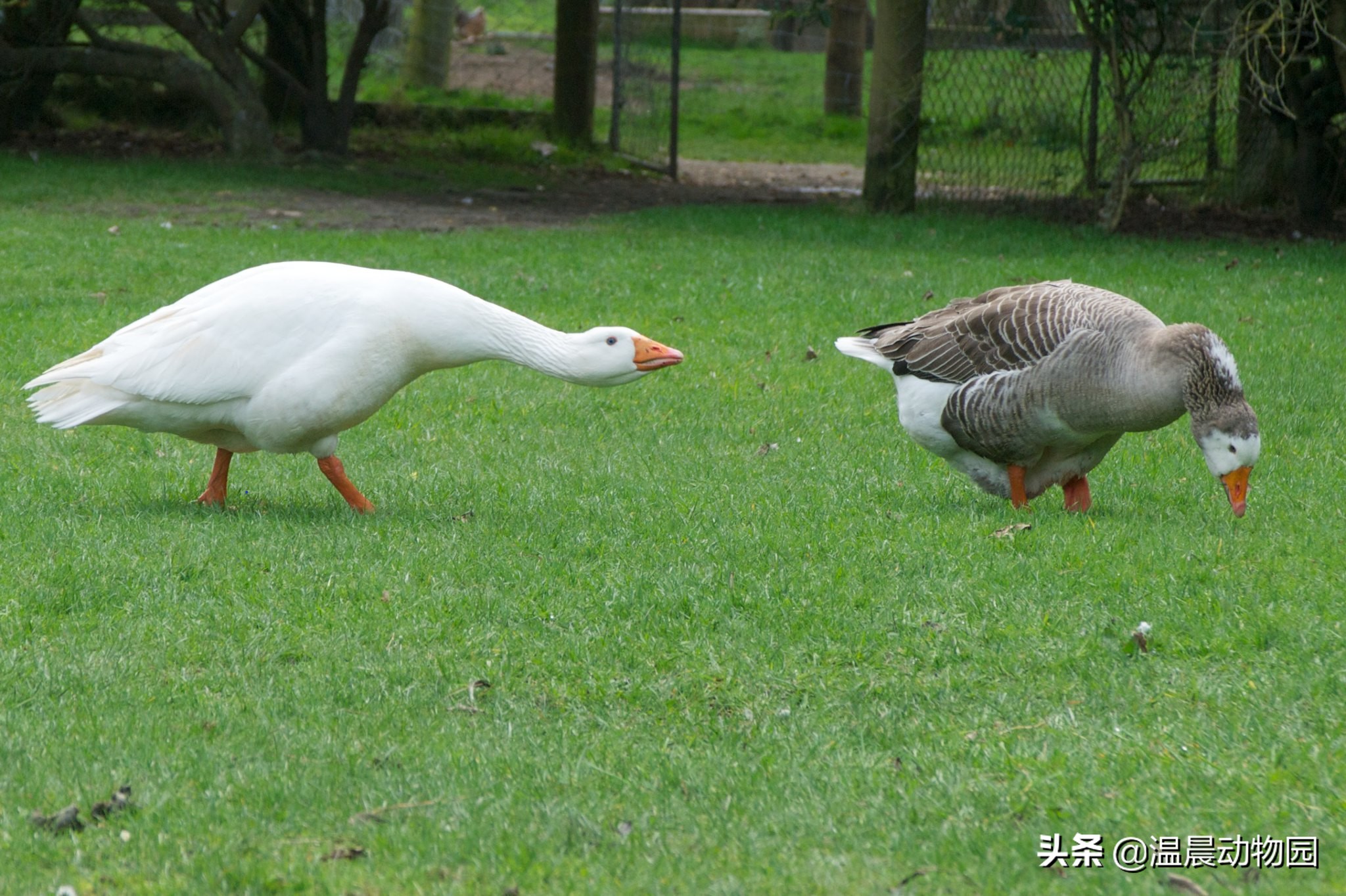 欧洲家鹅anser anser domesticus亚洲家鹅的祖先,是鸿雁anser