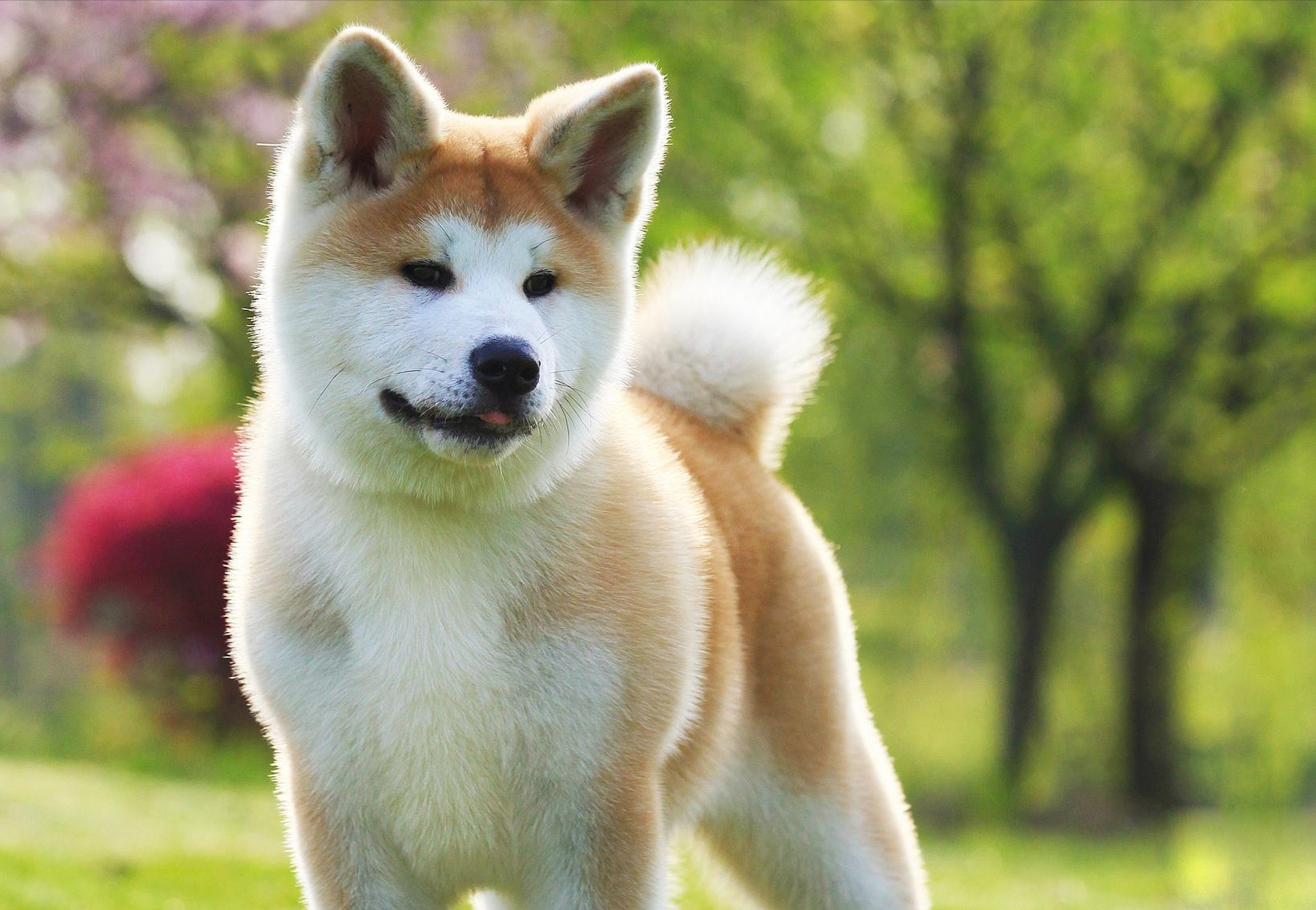 黑背犬好养吗（这几种狗别随便养养了它们就赖上你）