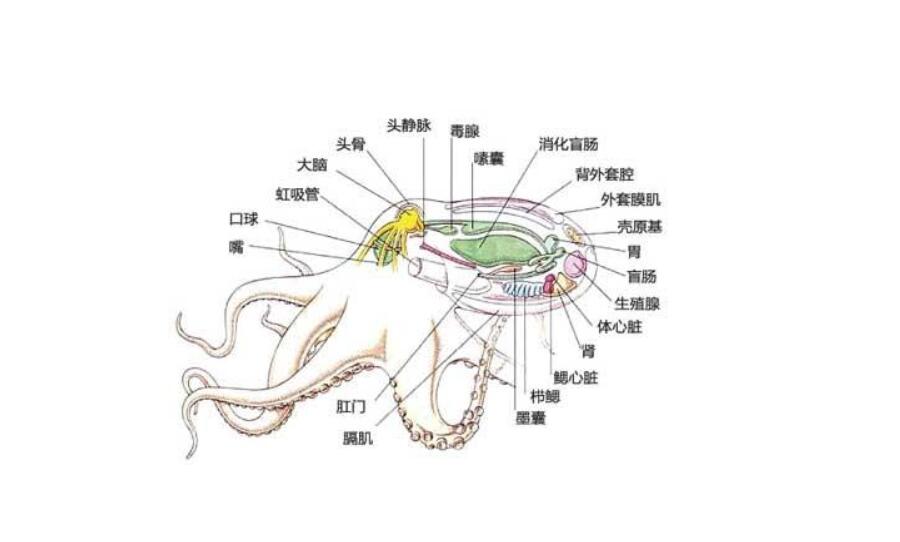 章鱼的种类名称图片图片