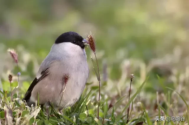 草地鹨是什么鸟（详细的新疆鸟种图片介绍）