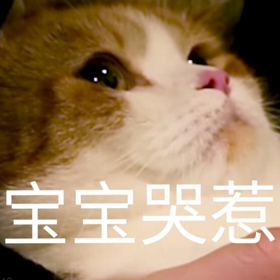 蒂姆嘟嘟tim猫品种(今天的猫猫也是元气满满呢)