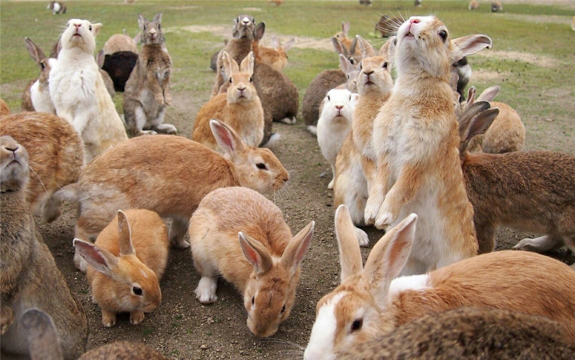 十只兔子的背后故事图片