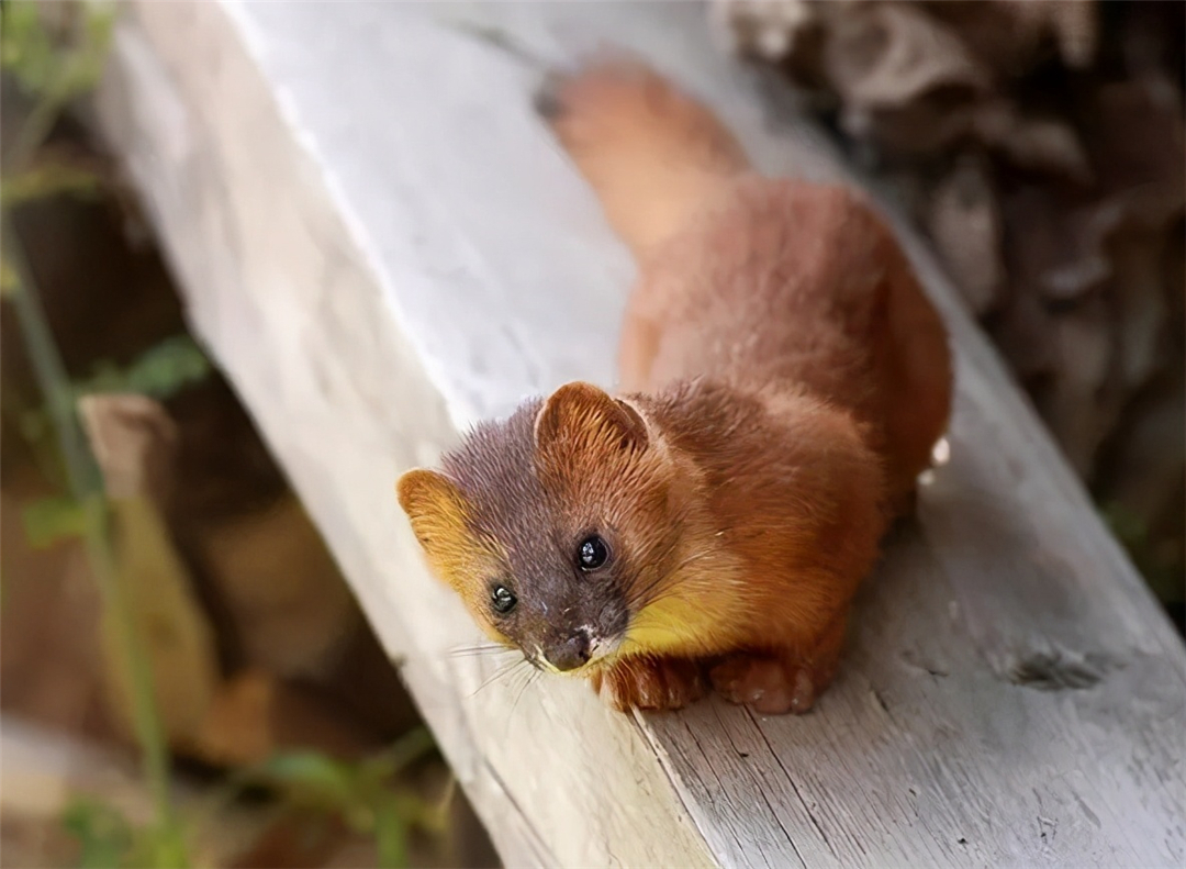 黄鼠狼全身是宝,为何很少有人愿意养殖?养殖户:它可不好伺候