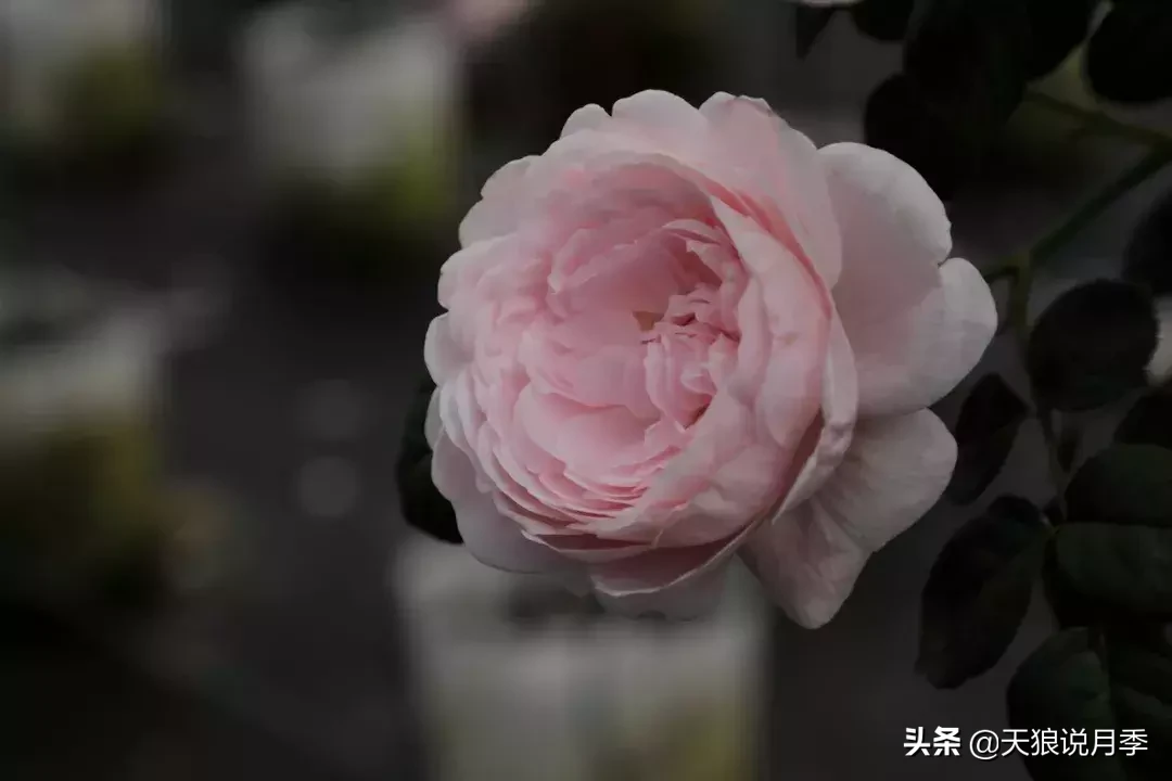 瑞典女王月季一年开几次花（瑞典女王的多年记录及讲解）