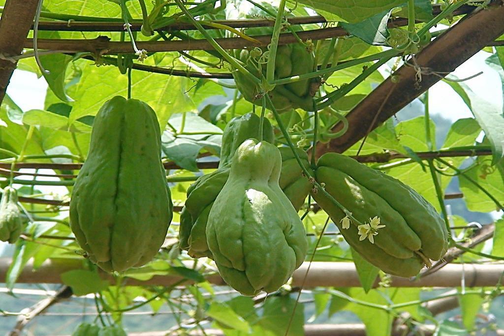 伊麗莎白瓜的營養(yǎng)價值,伊麗莎白瓜的營養(yǎng)價值及功效與作用