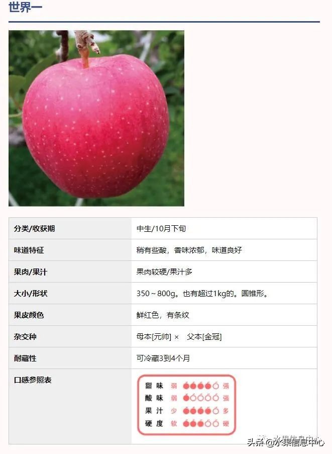蘋果的產地,蘋果的產地主要在哪里