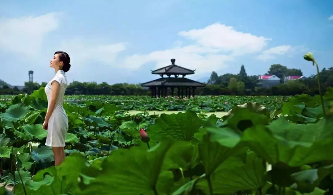 江南的夏天，就吃建德里叶白莲！第十一届建德·里叶荷花节来啦