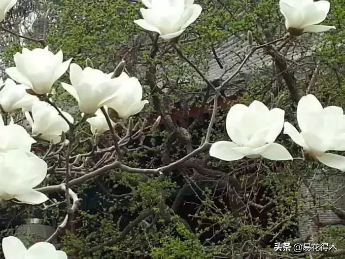 玉兰、紫玉兰、广玉兰、白兰花、木兰、望春、辛夷分别是什么花?