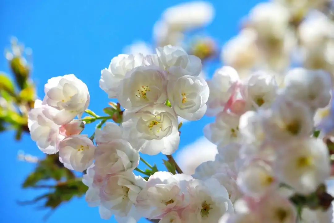 cctv13共同关注直播（惊艳全国，央视都来直播！旅顺的樱花到底有多美？）