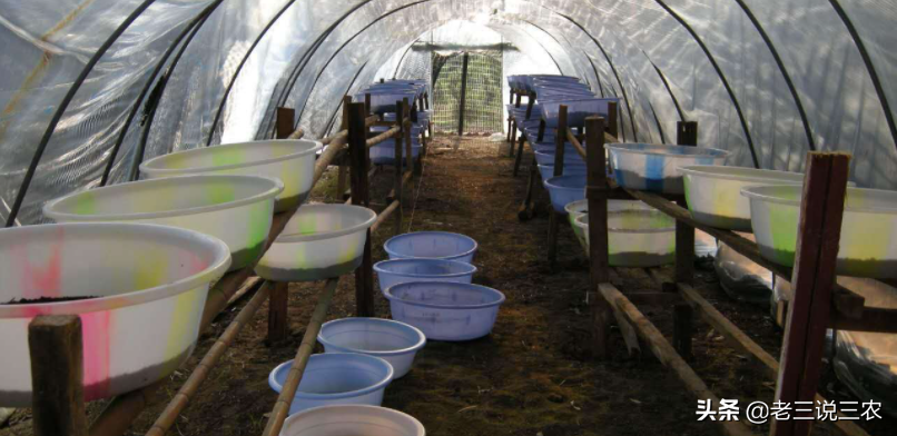 土鳖虫养殖,土鳖虫养殖技术和利润