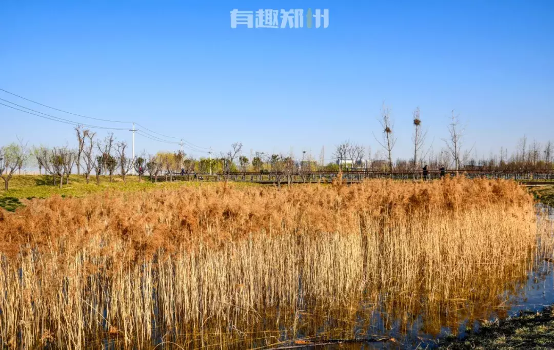 郑东新区烧烤看世界杯(那个能骑马、斗狗、烧烤的土味森林公园，竟成了鸟瞰北龙湖新网红)