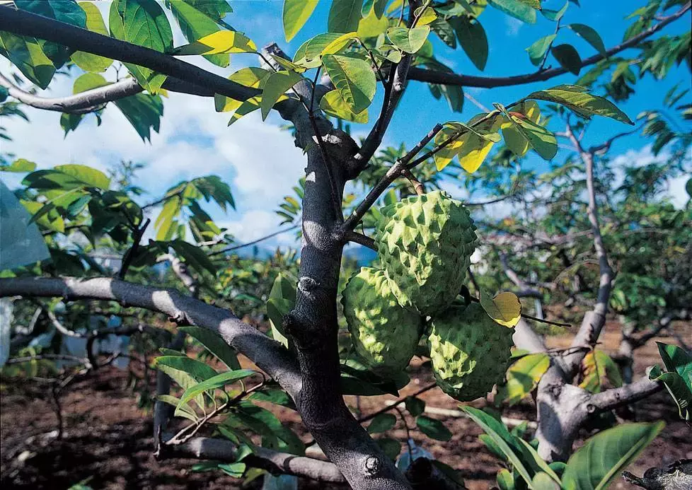 释迦果树图片(释迦果是什么样水果) - 赤虎壹号