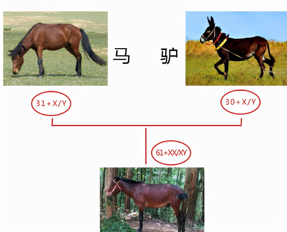 看看马和驴都做了什么事,这次真是涨见识了