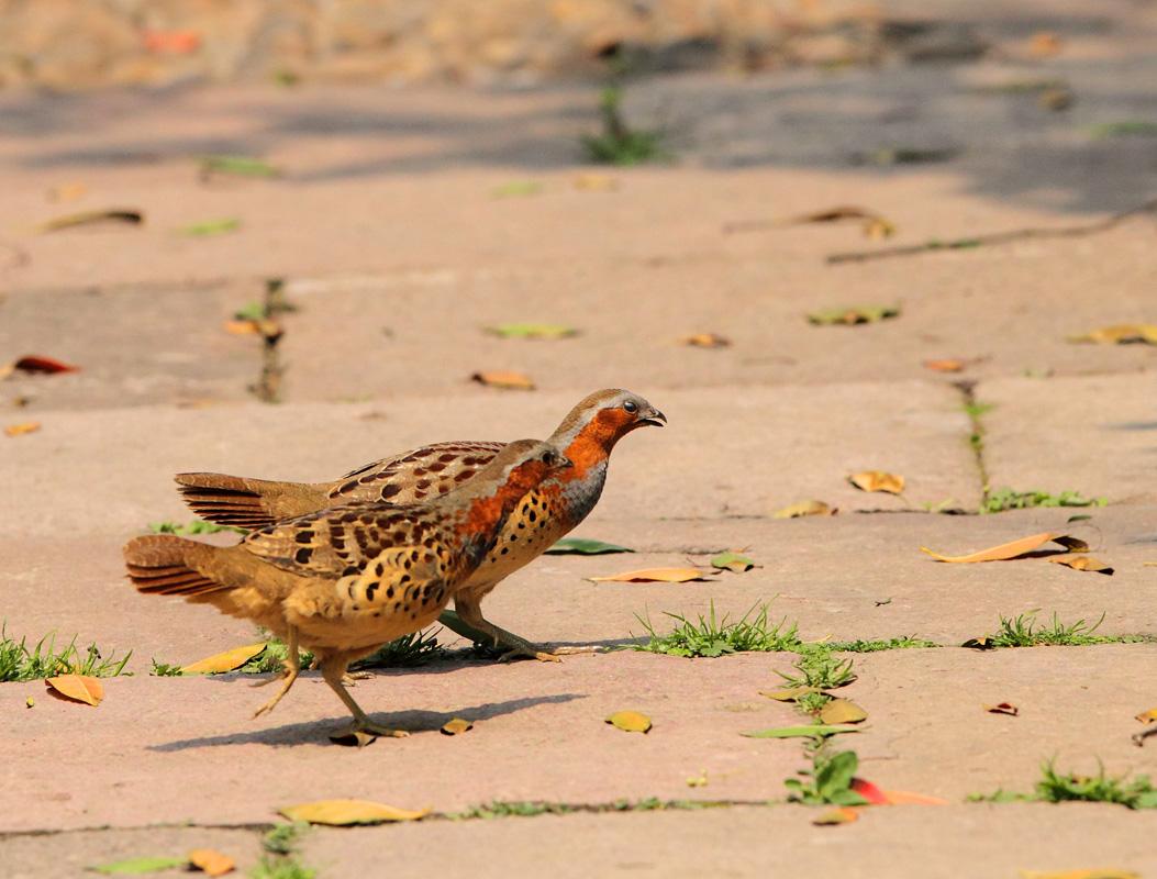 竹鸡苗多少钱一只(一只重半斤可卖200元,蛋30元一个,农民大叔却抱怨亏