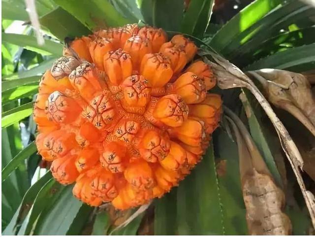 箬竹叶是什么东西（关于箬竹叶的使用方法）