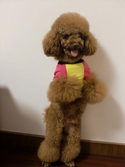 泰迪能长到多少斤(贵宾犬的) - 青木春