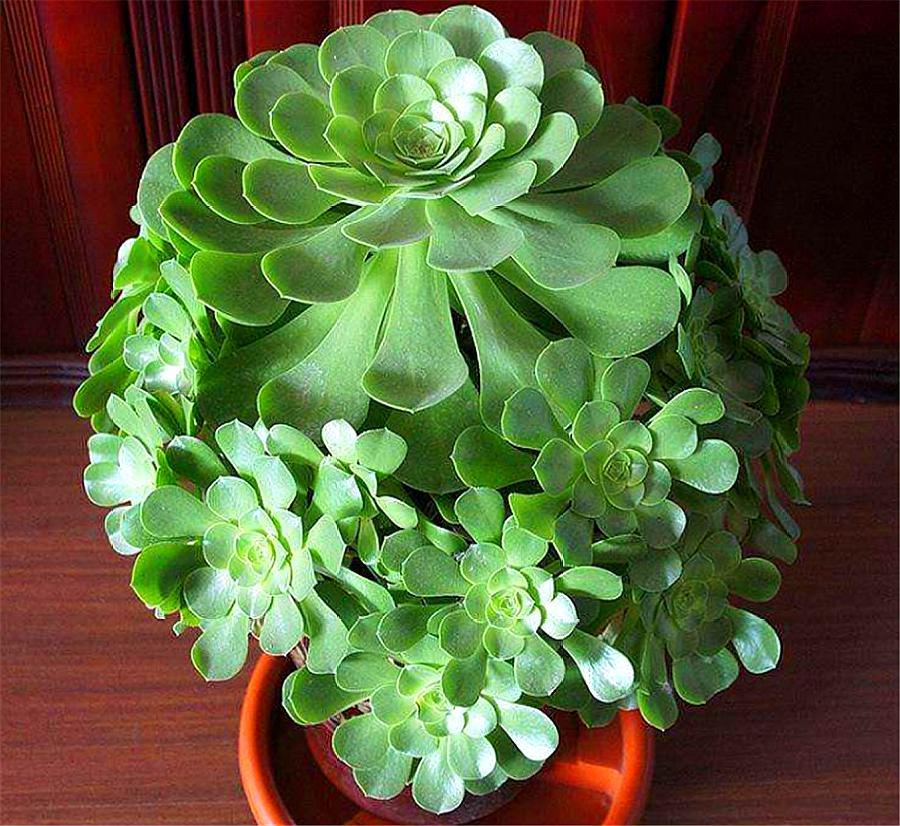 多肉玉龙观音,自带香气爱爆头,粗放式养护长得壮,适合新手