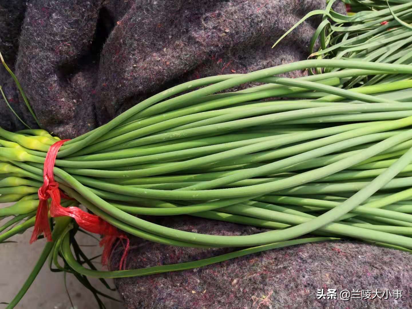 山东临沂兰陵县5月2号苍山蒜薹行情:以质论价 3.5块左右