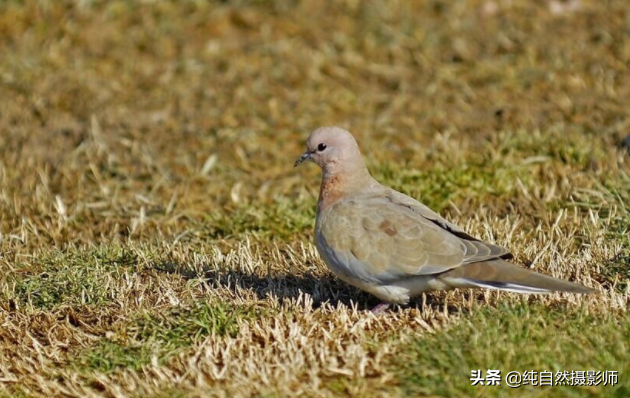 斑鸠鸽子有什么区别_斑鸠有几种