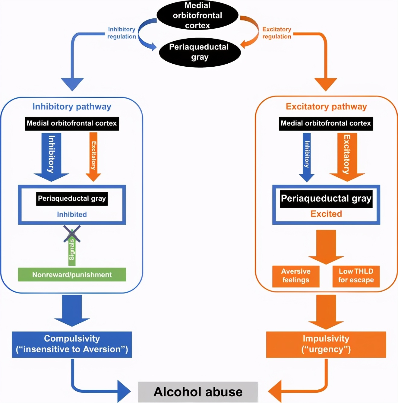 复旦研究员揭示酗酒行为背后的神经机制，或早日实现“对症治疗”