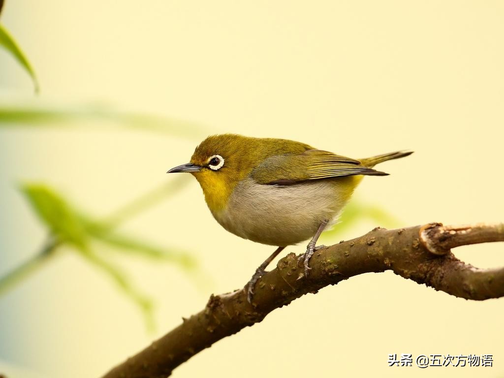 新野保名录来了，中国“四大笼养鸟”怎么办？