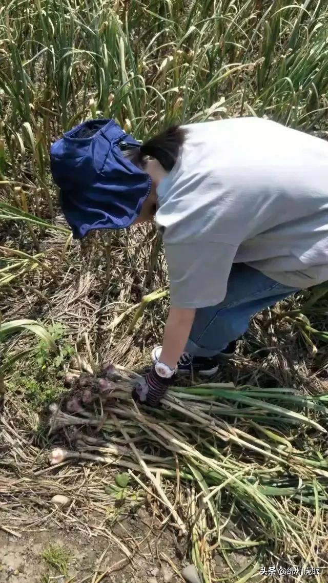 好心疼！绵阳十二三岁的娃娃，竟被学校赶下田去插秧子