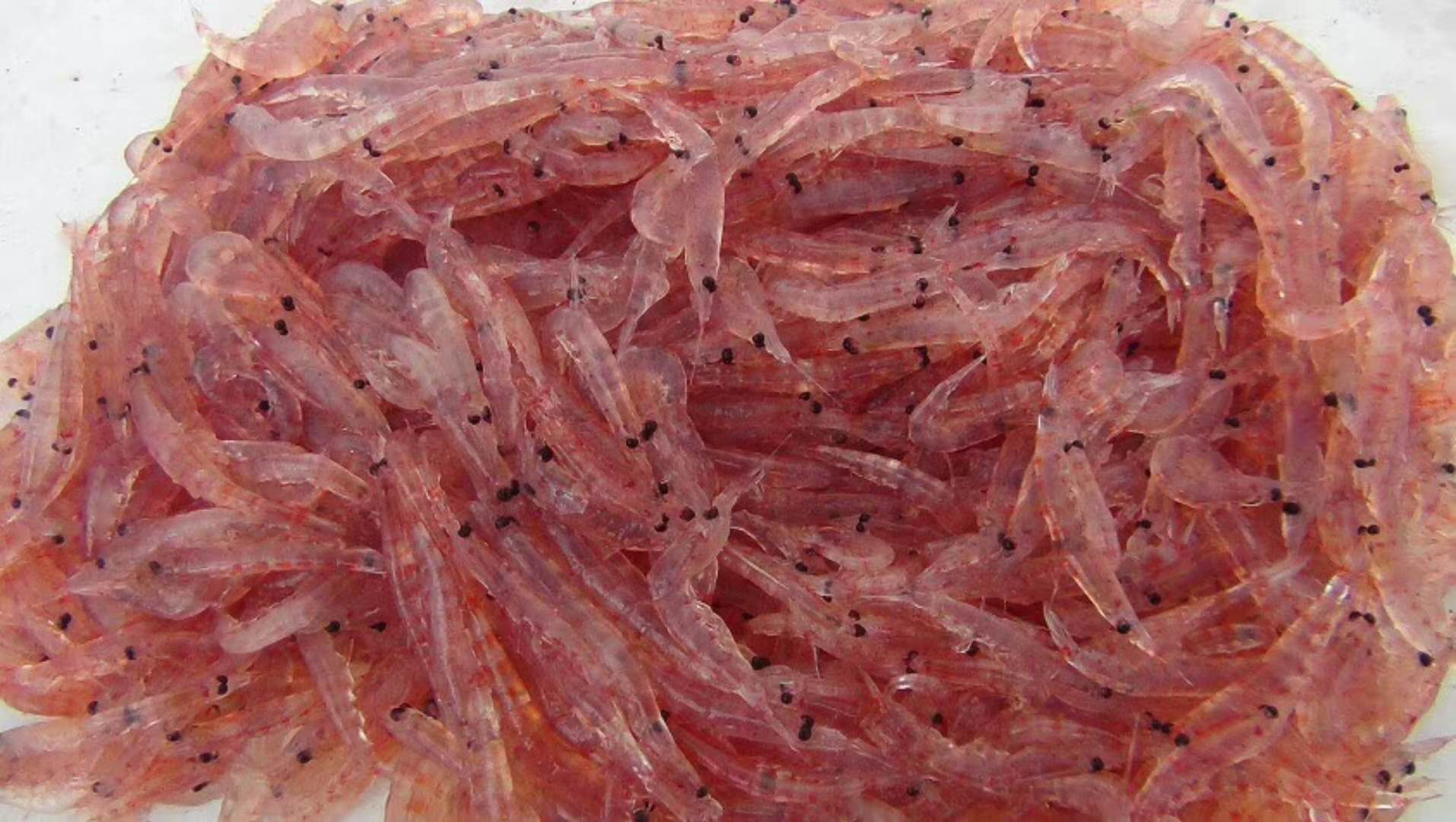 因为龙虾,对虾等属于十足目,而磷虾属于节肢动物中的磷虾目磷虾属