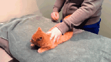 貓咪為啥會揍我？是我做錯了什么嗎？