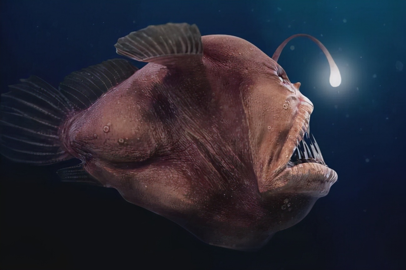 海底一萬米，居然有長得這么驚悚的生物，我居然一個都沒見過