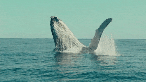 下海5000多万年，完全适应海洋环境，鲸鱼为何还没有进化出鳃？