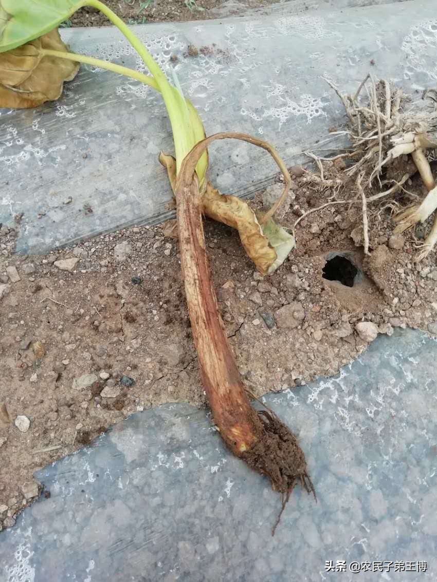 芋頭重茬種植危害多,避免減產需做好以下措施