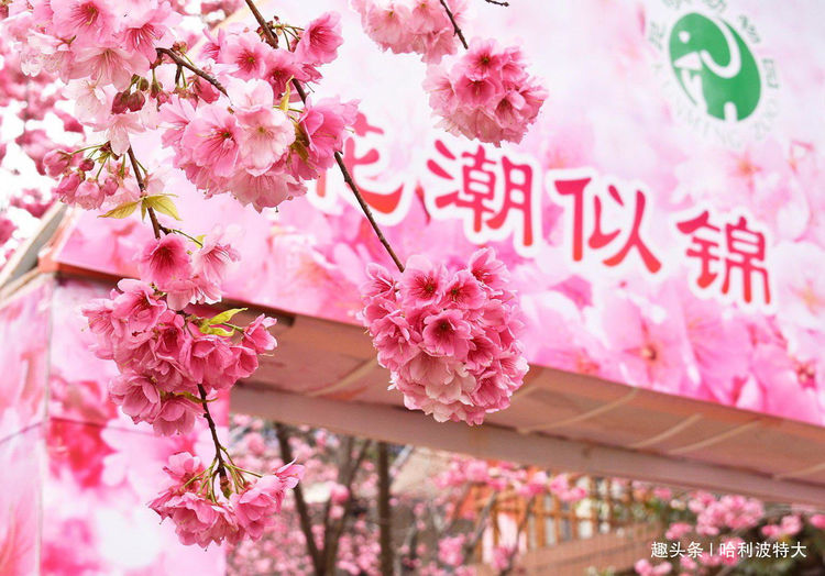 人间四月芳菲尽，山寺桃花始盛开，了解中国何处赏花最风流！