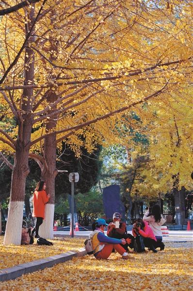 仅在每周六、周日开放！辽大最美银杏如何文明观赏快看这里……