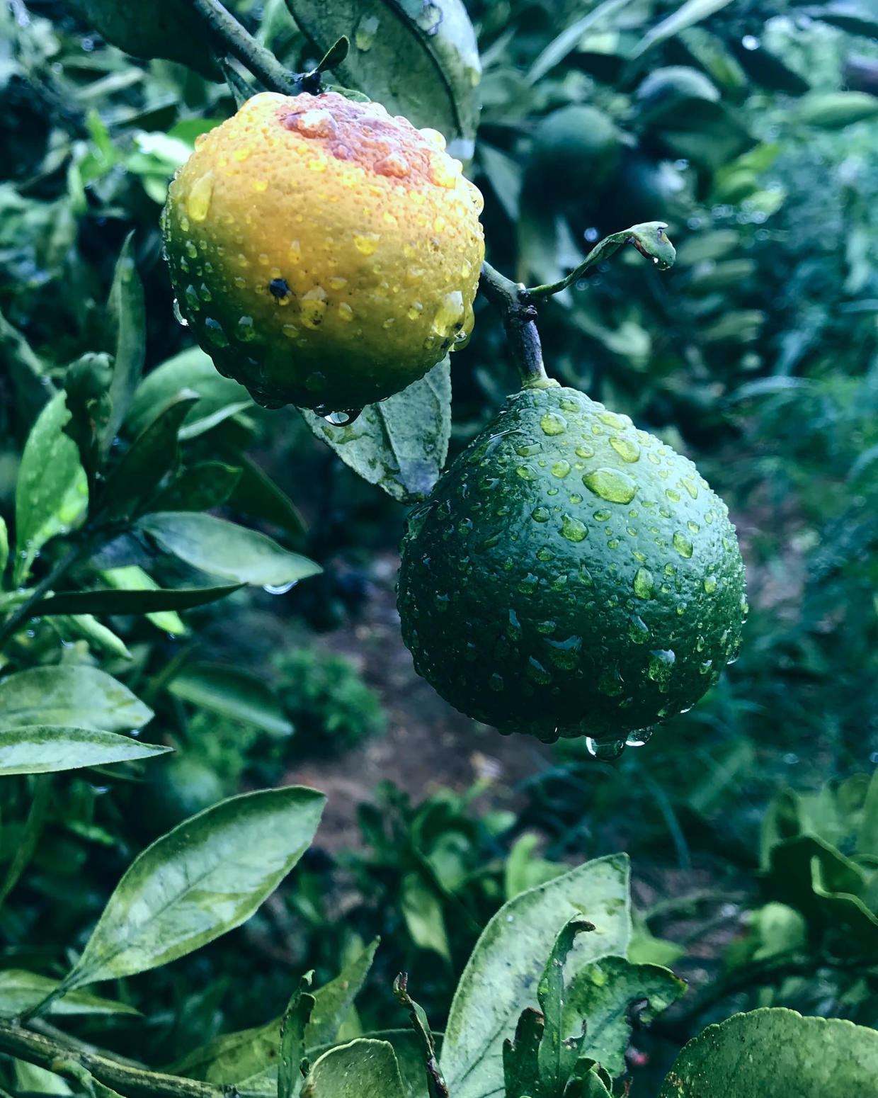 新鲜水果茶怎么煮（水果茶对人体的营养价值）