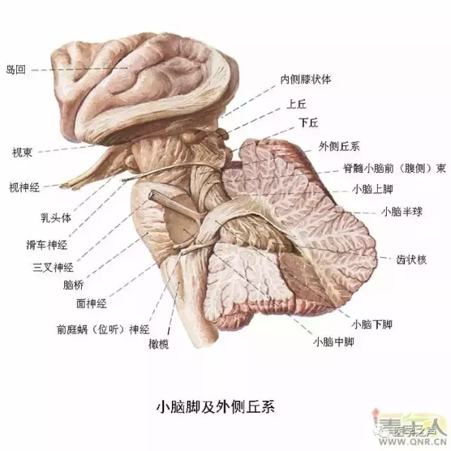 神经元结构示意图（神经元结构示意图手绘）-第23张图片-科灵网