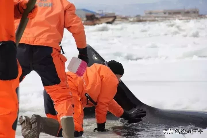 身为海洋食物链“顶端杀手”的它,竟对人类有蜜汁好感?