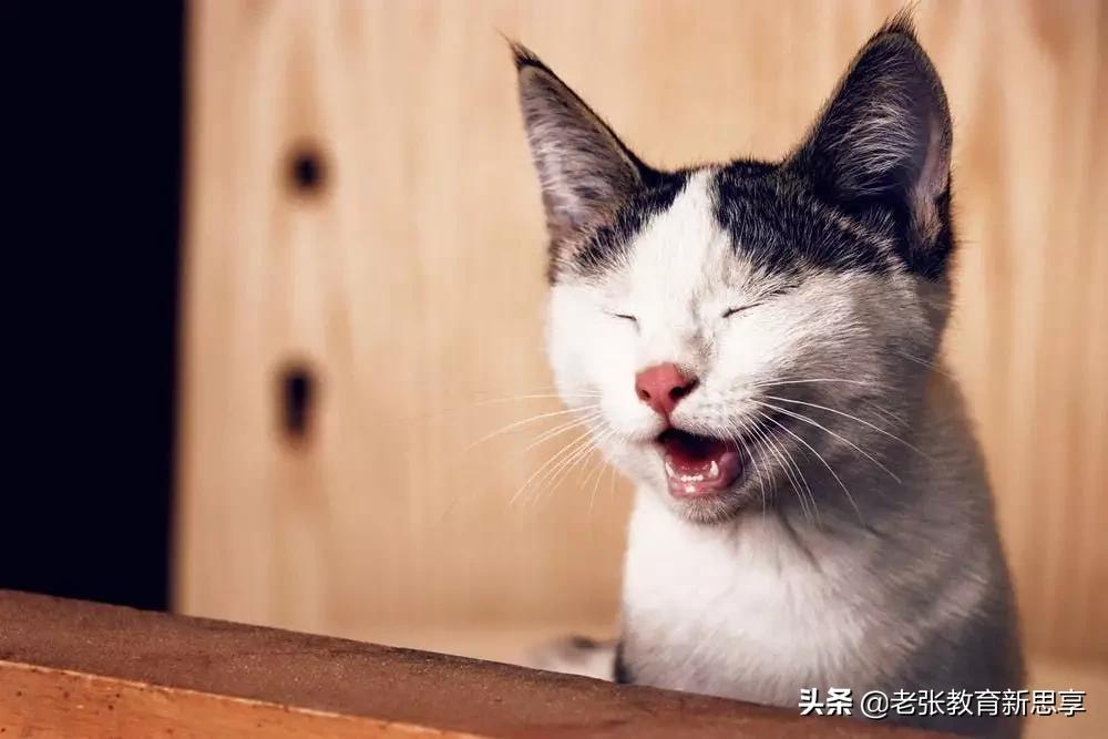 **脸皮厚一点，人生路更宽：学会厚脸皮的智慧与技巧**
