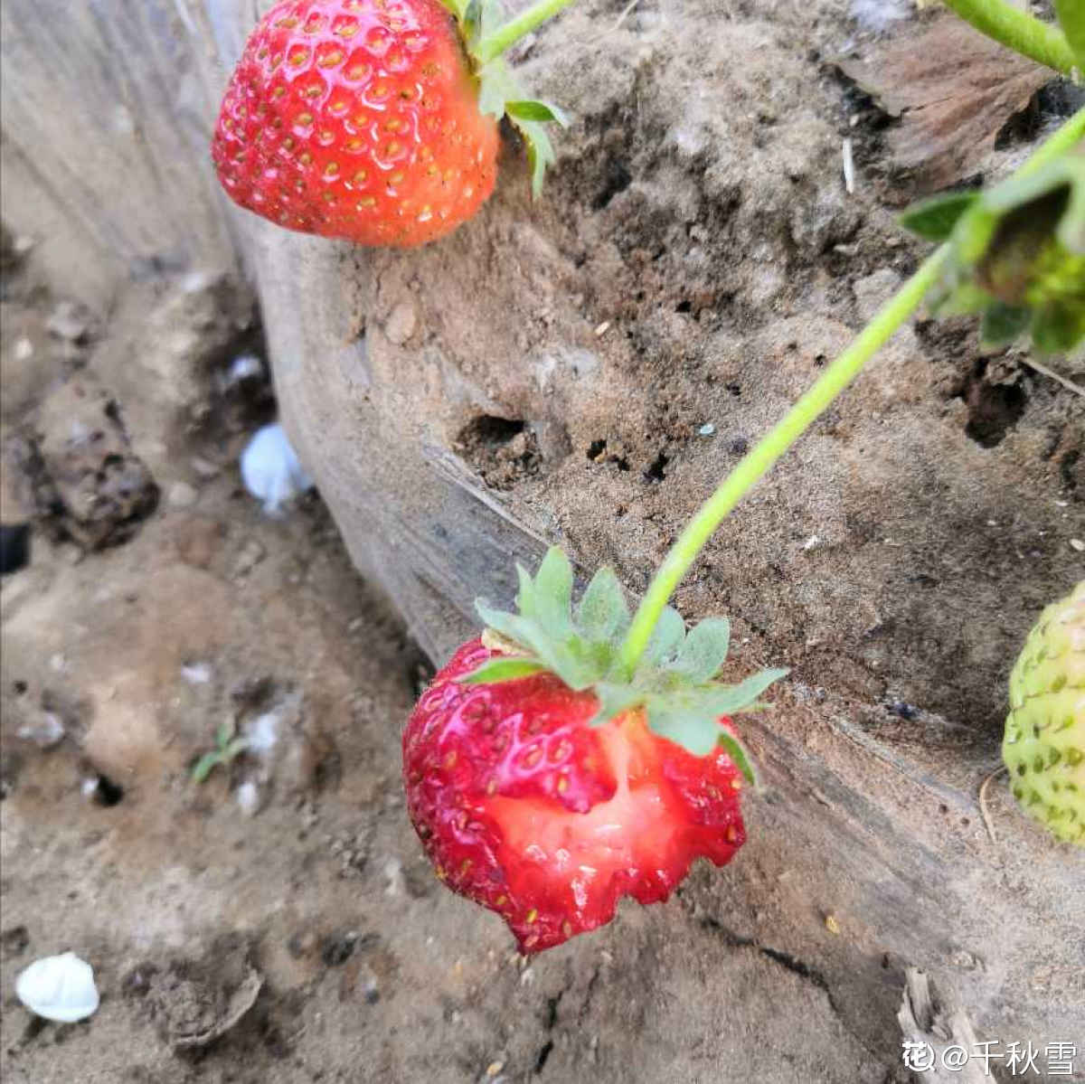 草莓怎么种,草莓怎么种植方法 在家