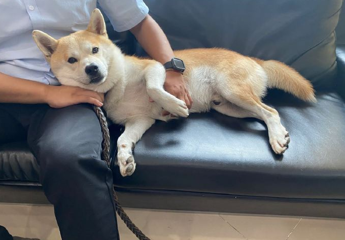 为什么狗狗交配之后，第一时间转头就跑呢？