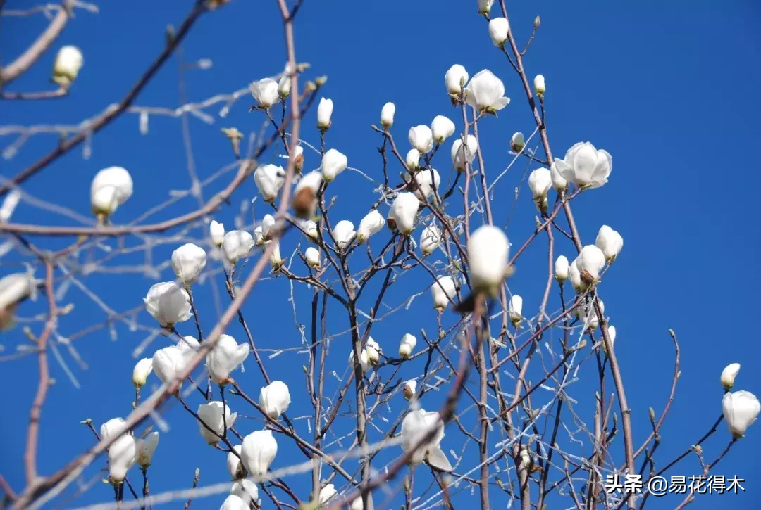 玉兰、紫玉兰、广玉兰、白兰花、木兰、望春、辛夷分别是什么花?