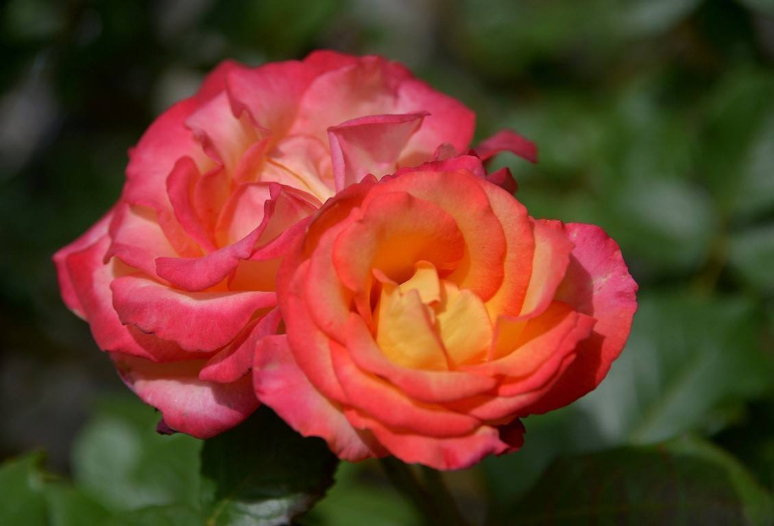 第二种,并蒂月季