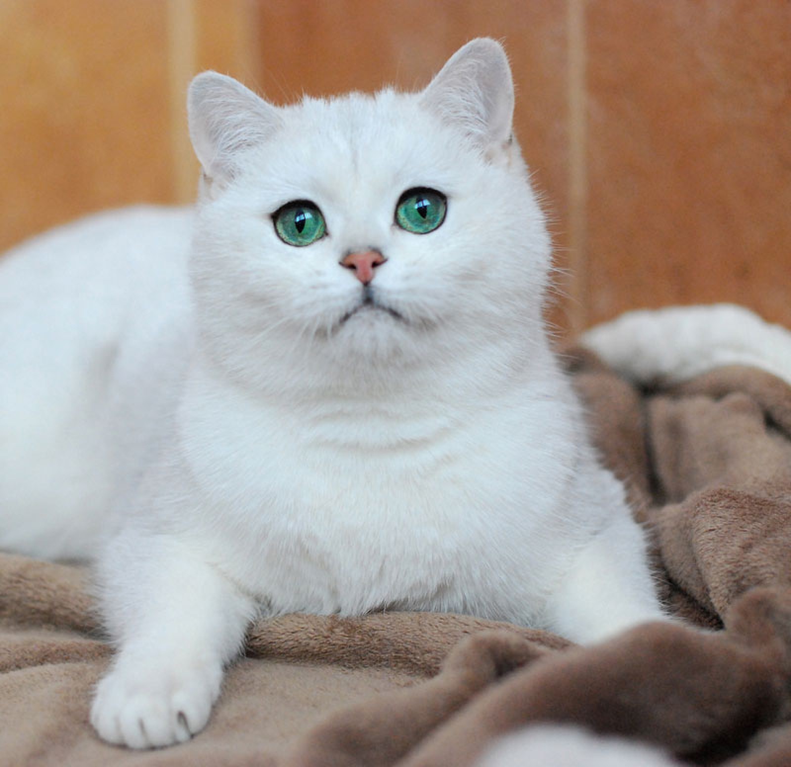 英国短毛猫的6大优点，养过之后，就不想换猫了