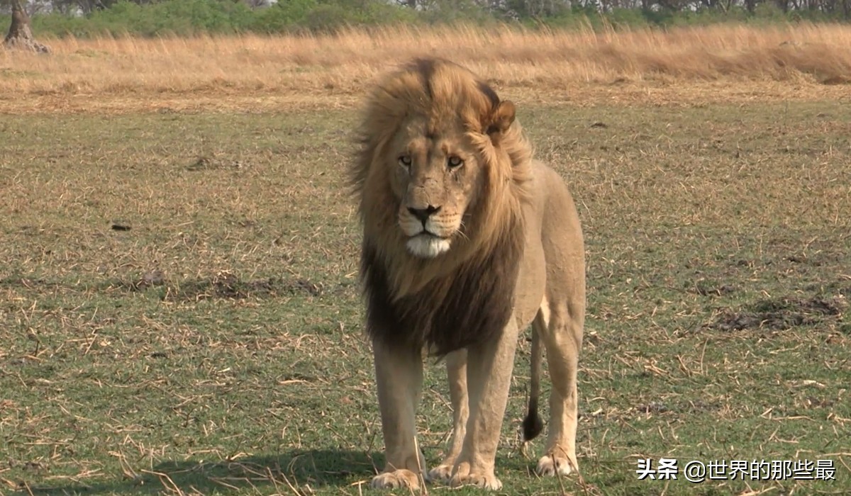 看體型,體型較小者一般為流浪雄獅