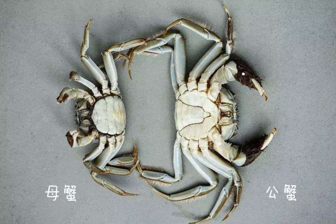 关于螃蟹的这些事儿您必须知道