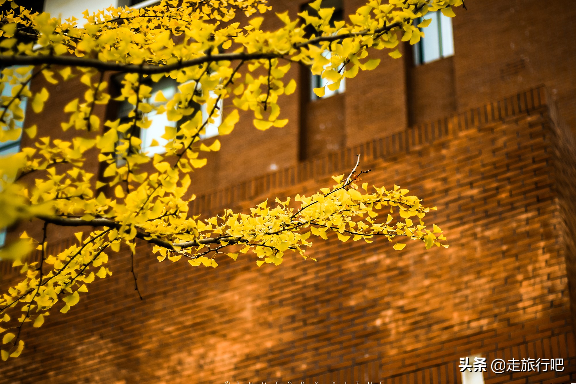 黄色的贵州财经大学,美翻了