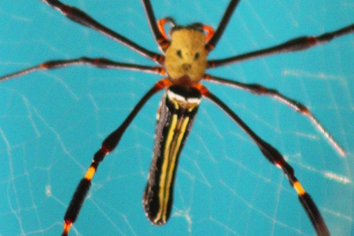 人脸蜘蛛,人面蛛百变大侦探凶手是谁