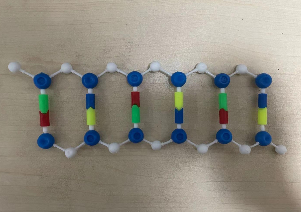 dna双螺旋结构模型 简述dna双螺旋结构模型-千百科
