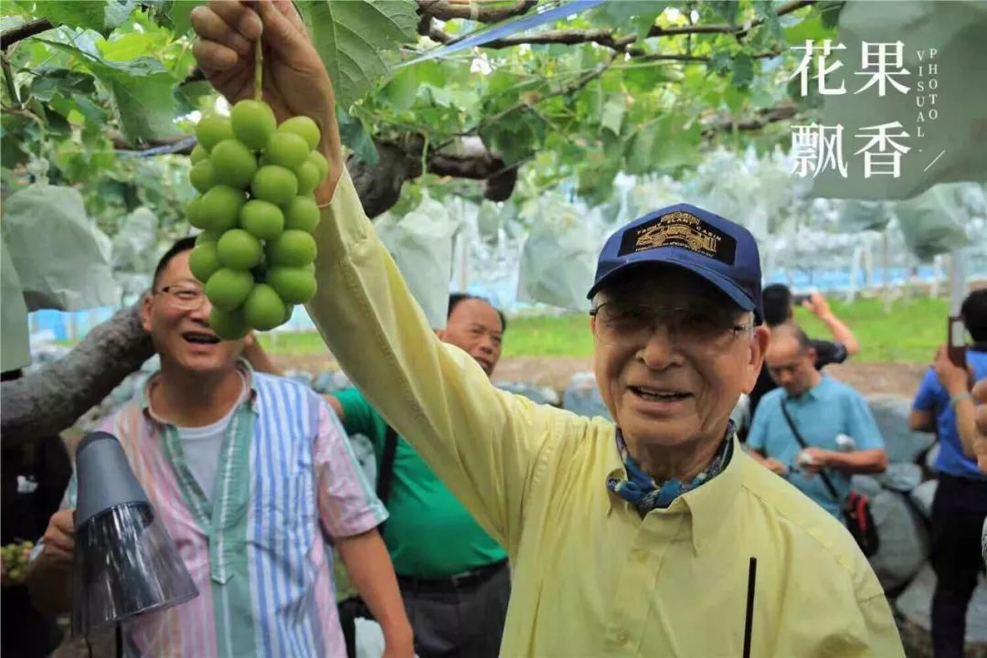 定个小目标，明年20亩阳光玫瑰换一辆大奔